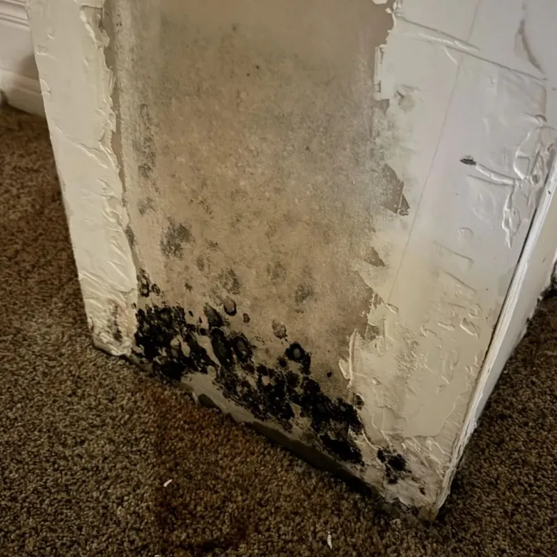 Professional Mold Removal in Ballplay, AL